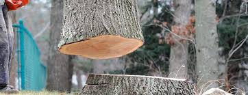 Best Emergency Tree Removal  in South Bend, WA