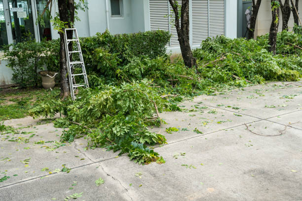 Best Tree Mulching  in South Bend, WA